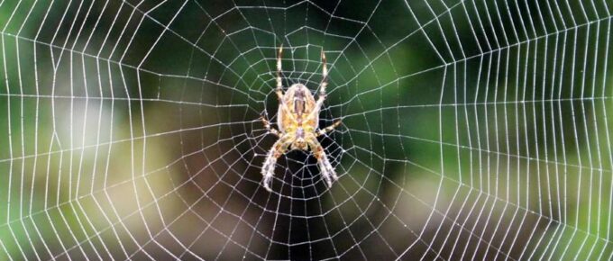 Biomimétisme : nature et innovation